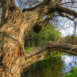 Willow on Tavistock canal