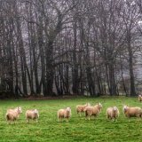 Sheep near Pew Tor Dartmoor