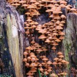 Mushrooms on log in Tavistock, November 2015.