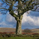 Beech tree Plasterdown, Dartmoor Feb 2016