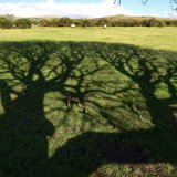 Willow shadow, Plasterdown, Dartmoor. Feb 2016.