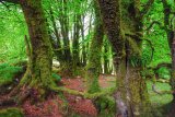 Beech trees near Burrator reservoir Dartmoor