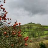 Winter berries and Brent Tor, Dartmoor December 2014.