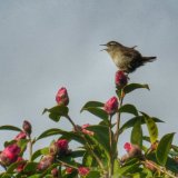 Wren in song, Tavistock Feb 2015.