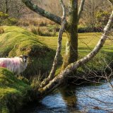 Sheep near stream on Whitchurch Down, Dartmoor. March 2015.