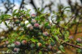 Sloe berries.