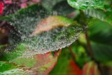 Cobweb and raindrops.