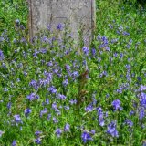 Bluebells in Quaker churchyard, Tavistock May 2015.