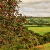 Rowan berries near Whitchurch down August 2016