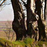 Beech at Fourwinds Dartmoor March 2017