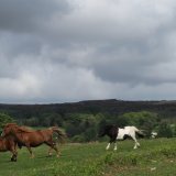 Ponies on Whitchurch Down Dartmoor