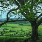 Green oaks near Pew Tor Dartmoor