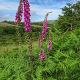 Foxgloves near Whitchurch Down, Dartmoor.