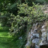 Hawthorn in dry stone wall, near pew tor, Dartmoor, July 2016.