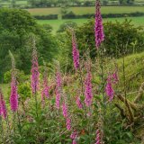 Foxgloves near Whitchurch Down, June 2015.