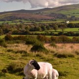 Sheep near Mary Tavy, October 2016