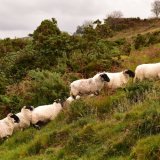 Sheep, October 2016