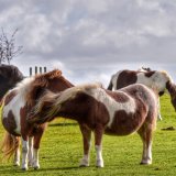 Ponies near Whitchurch down, Dartmoor,