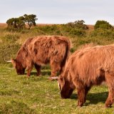 Highland cattle near Brentor Dartmoor October 2016