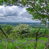 Bluebells on bank near pew tor Dartmoor May 2015