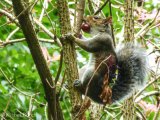 Squirrel and conker, Tavistock, September 2014. A4 print.