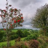 Rowan tree near Mary Tavy, August 2015.