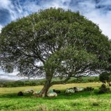 Willow tree and sheep on Plasterdown, Dartmoor.