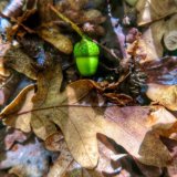 Acorn in Walkham Valley woodland, September 2015.