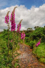 Foxgloves near Grimstione and Sortridge Leat Dartmoor.
