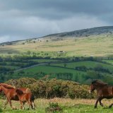 Ponies on whitchurch down Dartmoor May 2015.