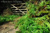 Gate, garlic and pennywort Middlemoor Dartmoor
