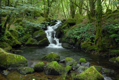 Waterfall, Peter Tavy Coombe