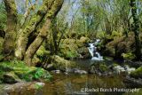 Peter Tavy Coombe Waterfall in May Dartmoor