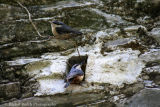 Nuthatches leaving the nest in Tavistock Devon