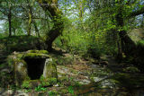 Box Well at Middlemoor in May Dartmoor