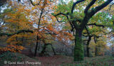 Autumn in the Walkham Valley West Devon