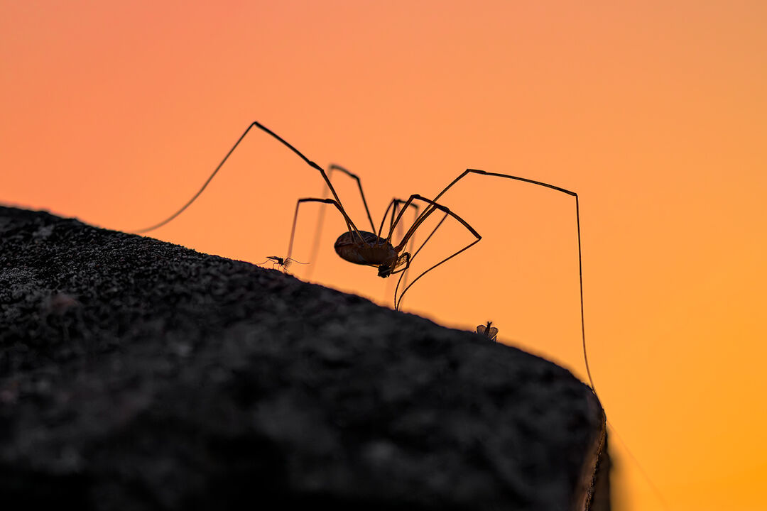 A large, spindly silhouette of a Harvestman arachnid feeding on a dark ledge against a vivid orange sunrise sky with two small midges nearby.