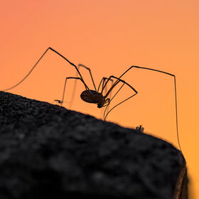 A large, spindly silhouette of a Harvestman arachnid feeding on a dark ledge against a vivid orange sunrise sky with two small midges nearby.