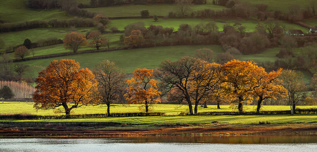 A wide panoramic view of golden-leaved oak trees standing in a row along the Blagdon Lake shoreline under soft afternoon winter light.