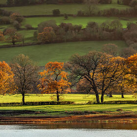 A wide panoramic view of golden-leaved oak trees standing in a row along the Blagdon Lake shoreline under soft afternoon winter light.