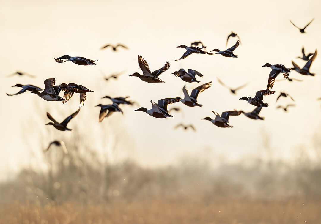 Flock of Shovelers and a Wigeon flying over golden, misty reeds at Ham Wall in soft winter sunlight