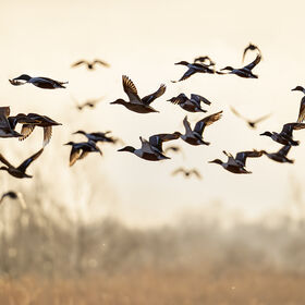 Flock of Shovelers and a Wigeon flying over golden, misty reeds at Ham Wall in soft winter sunlight