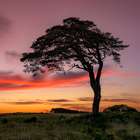 A silhouette of the famous lone Scots Pine tree at Priddy Mineries, Mendip Hills, under a vibrant sunset sky with orange and purple clouds.