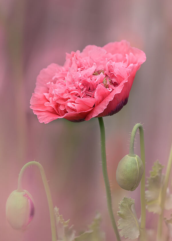 A close-up of a large, ruffled pink double-headed poppy in full bloom with two green flower buds against a soft, blurred pink background
