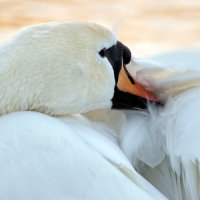 TICKLING THAT ITCH!