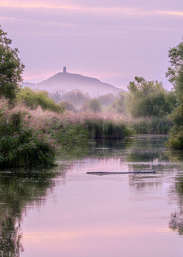A misty sunrise view of Glastonbury Tor rising above the marshlands and reed beds of Ham Wall on the Somerset Levels, with pastel pink and purple sky reflections in the water.