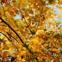 AUTUMN