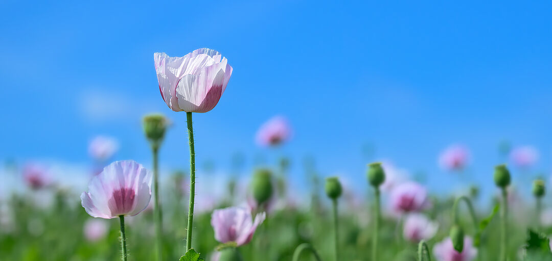A wide panoramic view of soft pink opium poppies and green seed heads under a cloudless blue sky on Salisbury Plain.