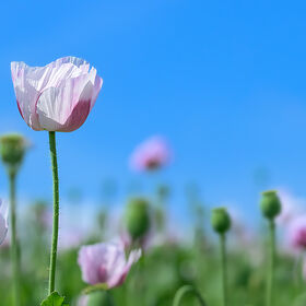 A wide panoramic view of soft pink opium poppies and green seed heads under a cloudless blue sky on Salisbury Plain.