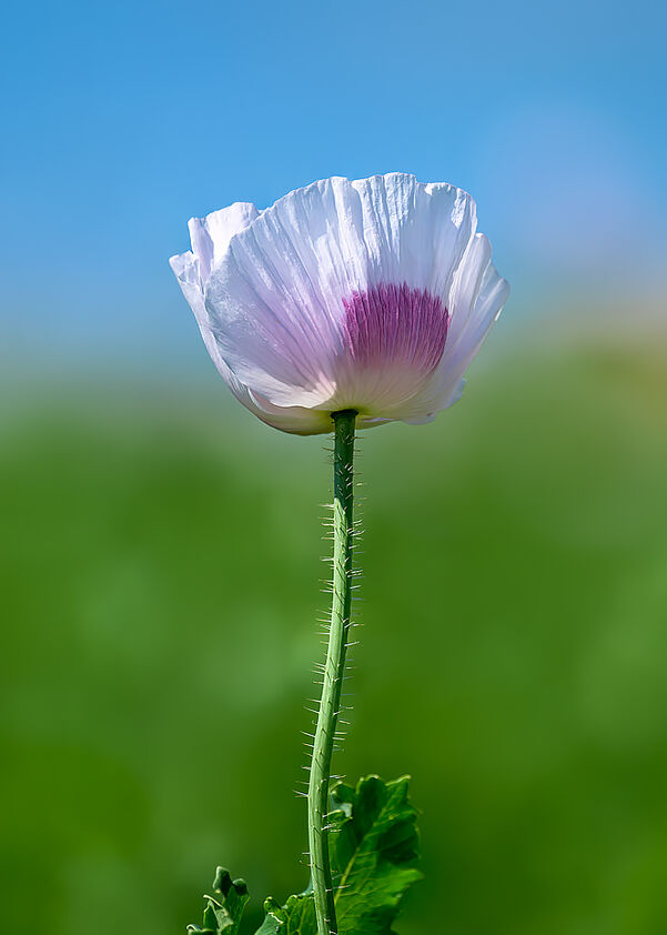 A close-up portrait of a single soft pink opium poppy with a purple centre, photographed from a low angle against a clear blue sky.